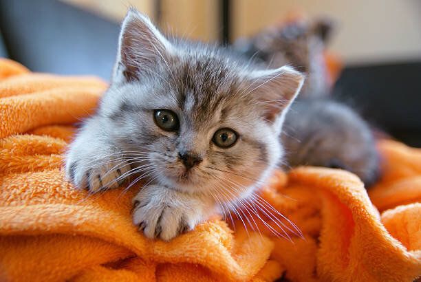 小さな子猫