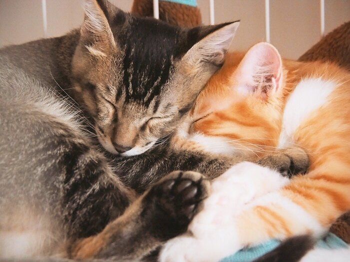 寄り添って寝る生後5カ月頃の2匹の猫