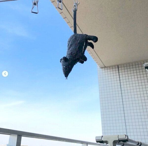 洗濯されたネズミのぬいぐるみ