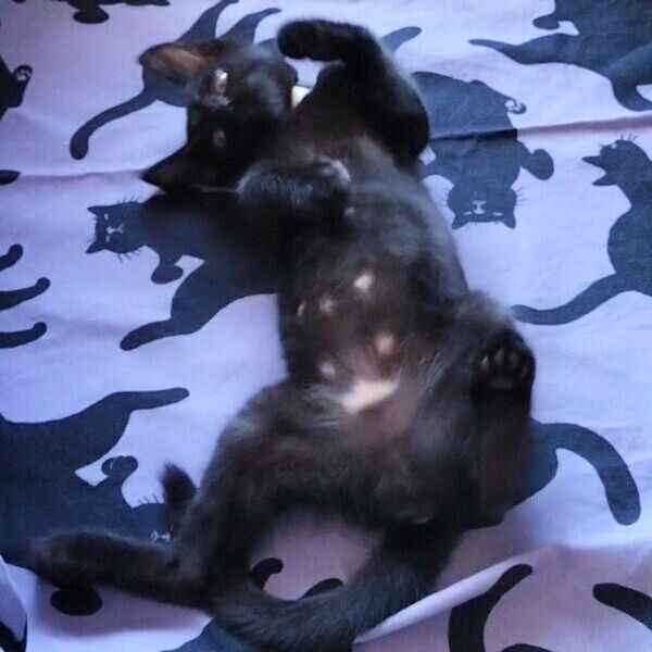 お迎え当時のコルメくん