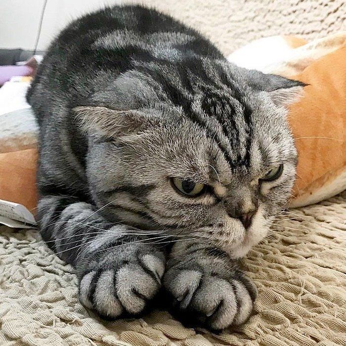 @tacos_cat