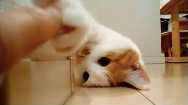 肉球ニャンコ