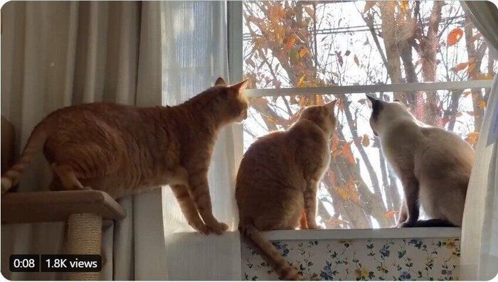 窓辺に集まる猫たち
