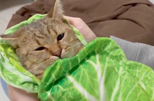白菜おくるみに包まれるみにらくん