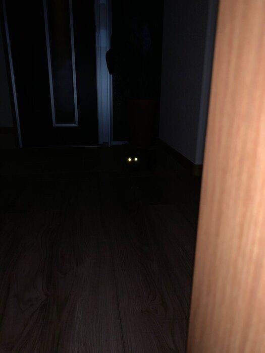 撮影/ねこのきもち読者