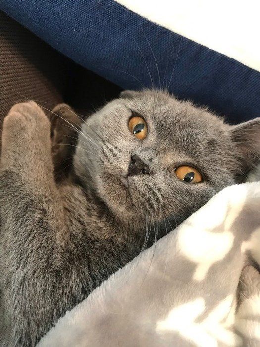 見つかったにゃ!