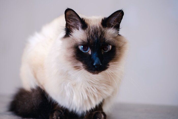 わははの猫 タイ猫 わははの猫 タイ猫