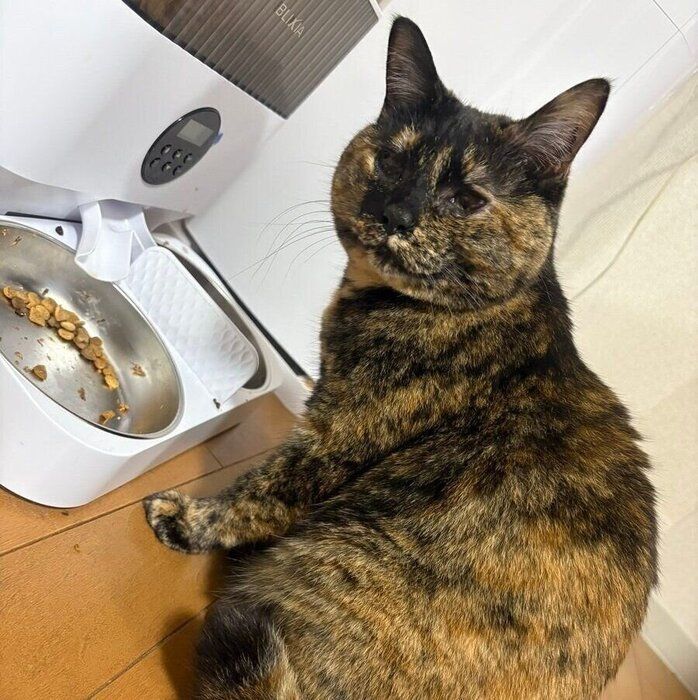 ゴハンを待つ小梅ちゃん