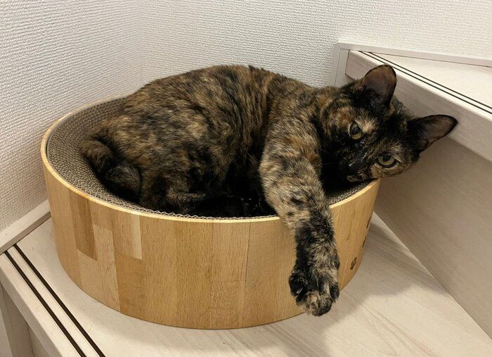 帰宅した飼い主さんを見つめるフレアちゃん。