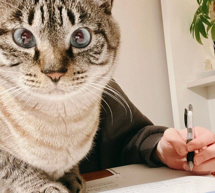 勉強中の飼い主さんのそばに来るモネさん