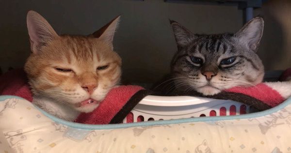 眠気と闘う猫