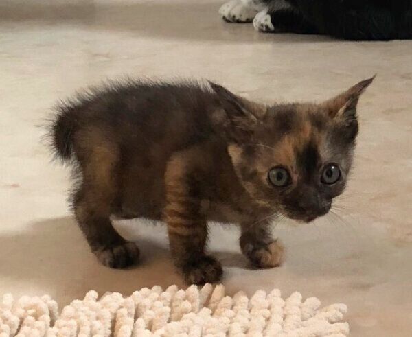 まだパヤパヤの毛だったチョコちゃん