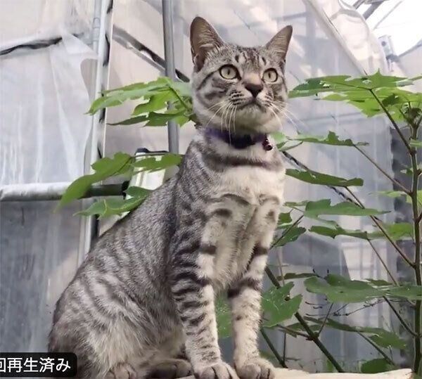 キリッとするコタローくん