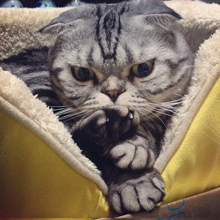 @tacos_cat