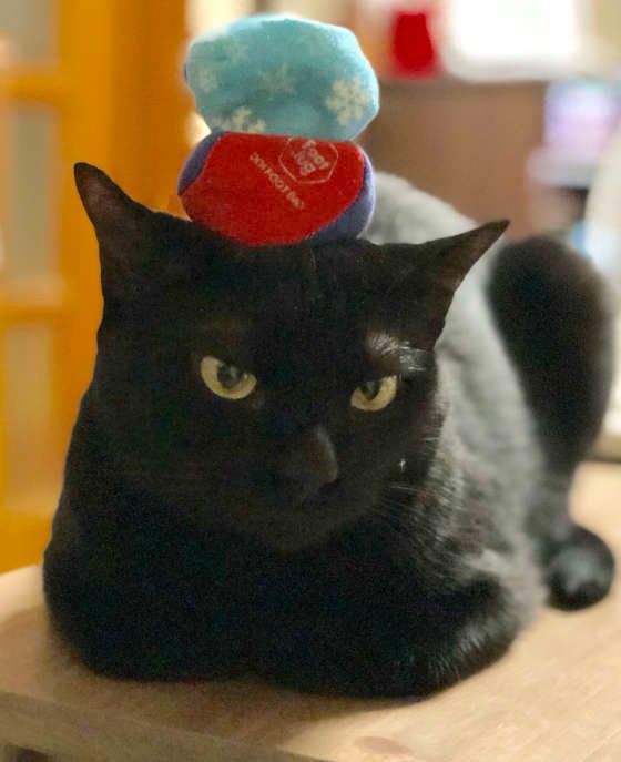 香箱座りする猫