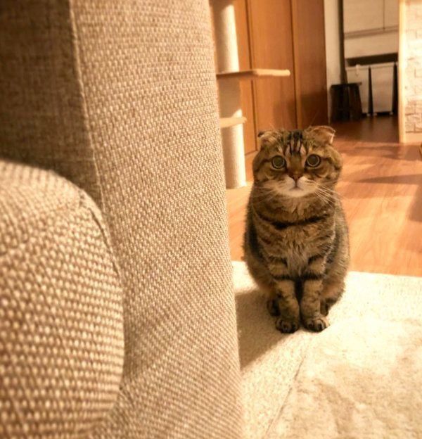 じっと見つめるスコティッシュフォールド