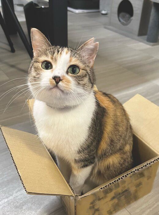 段ボール箱に入っている猫