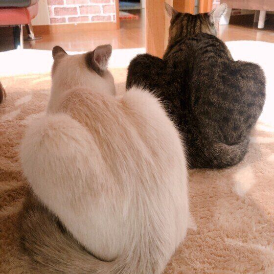 くつろぐMix猫