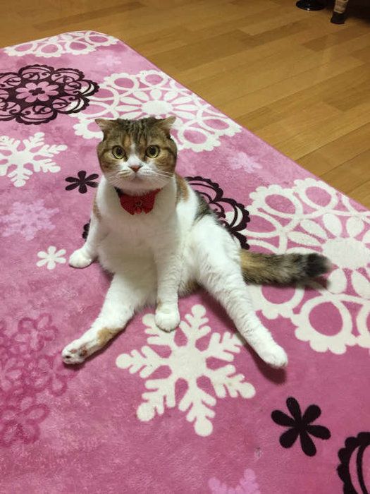 柔軟体操?スコティッシュフォールドのももたろう
