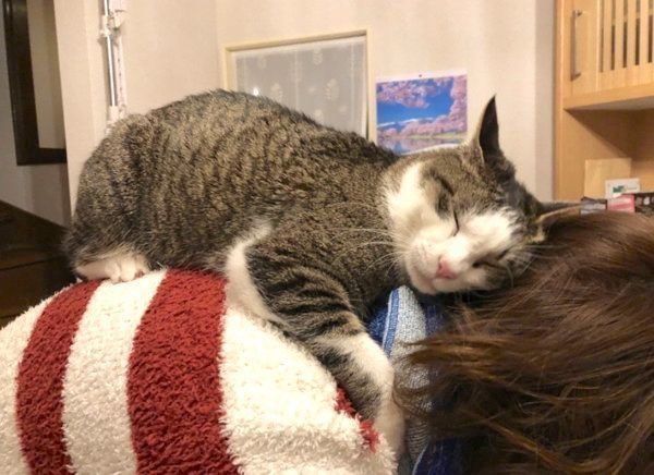 肩に乗ることちゃん