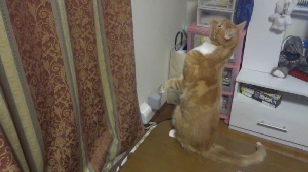 虫を見る猫