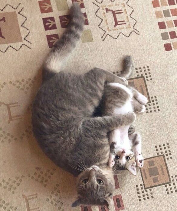じゃれ合うころんちゃん、ねんねちゃん
