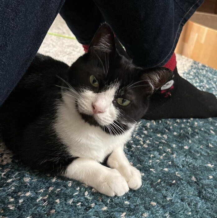 飼い主さんのひざ下から顔をのぞかせるオリビアちゃん