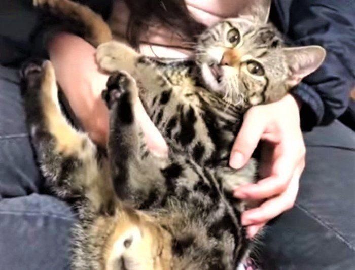 抱っこされる猫