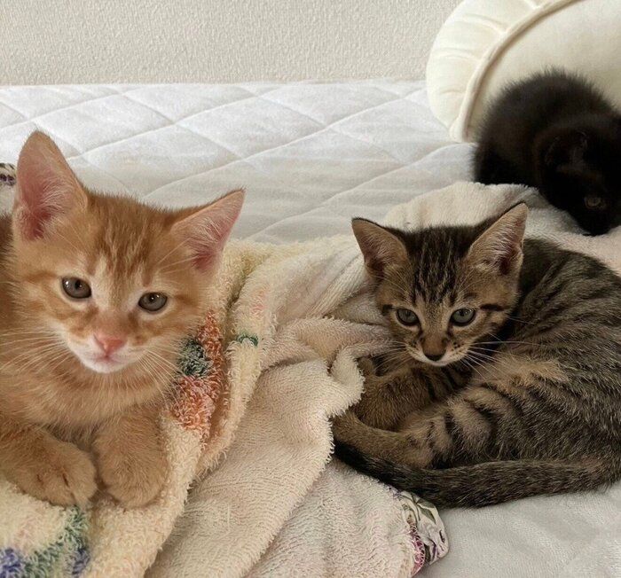ディオくんとシャオリーちゃん