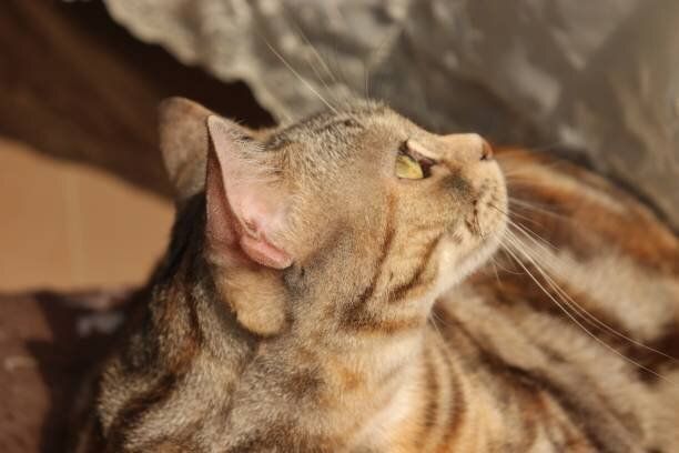 見上げる猫