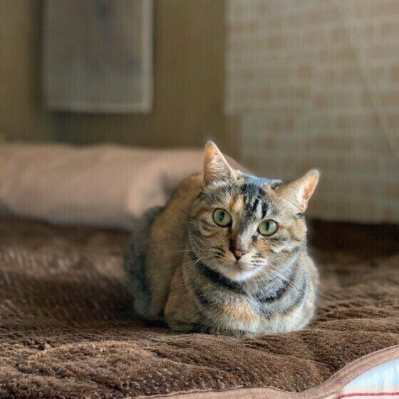 ゆめまるちゃんの香箱座り