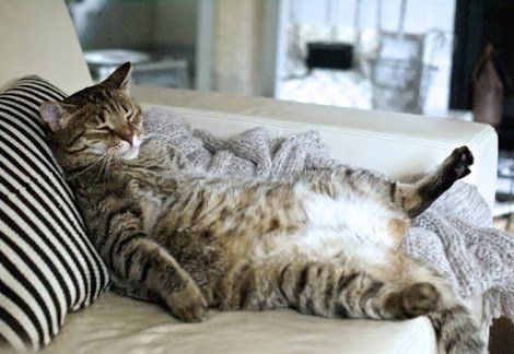 くつろぐ猫
