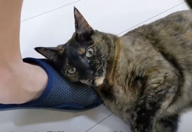 猫 モモちゃん