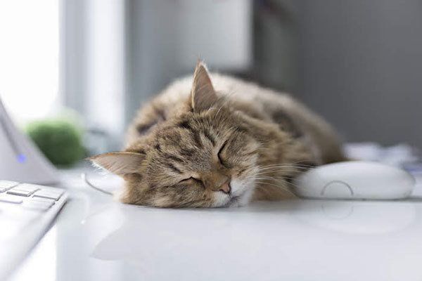 机で眠る猫