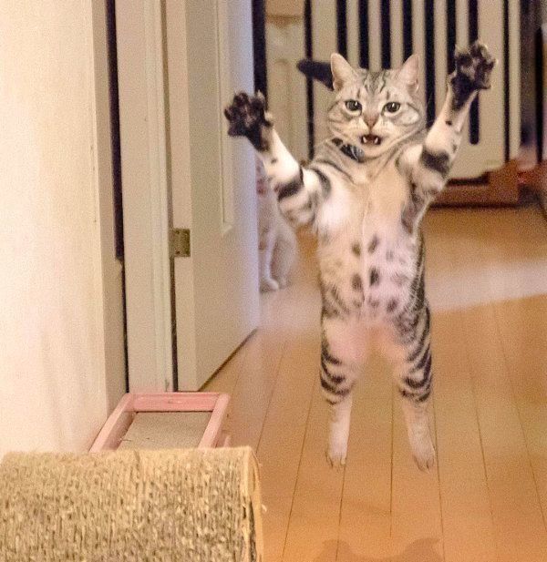 パトラちゃん