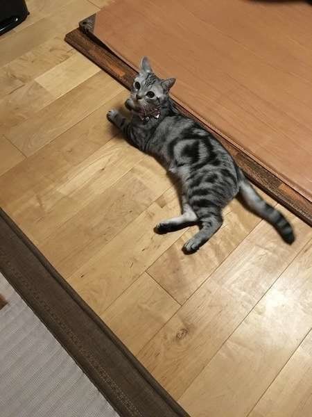 床に寝そべる猫(アメリカンショートヘア、オス)