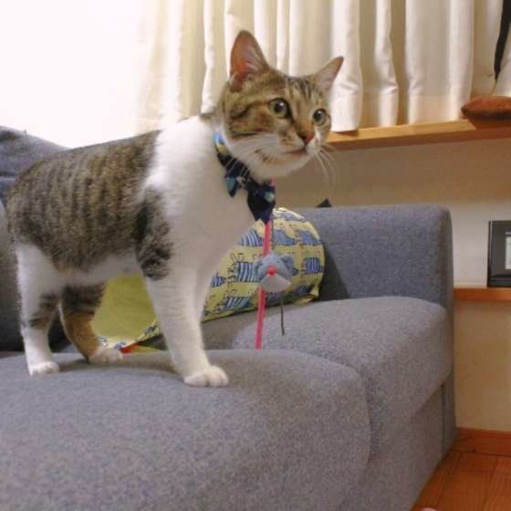 何かを見つめる おもちちゃん