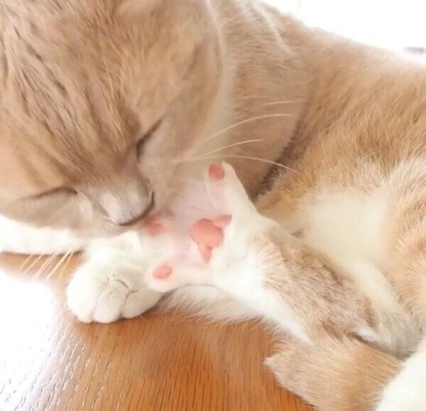 肉球を舐めるネネちゃん