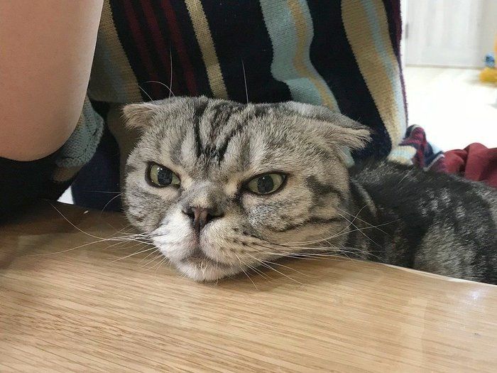 @tacos_cat