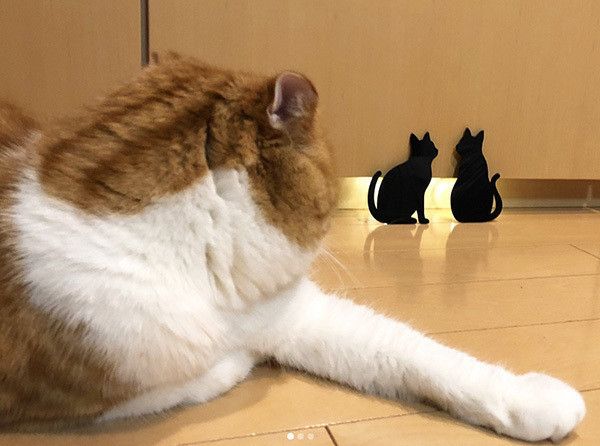 見つめるスコティッシュフォールド