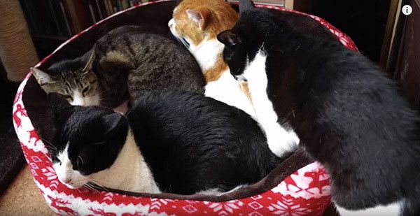 猫団子