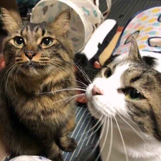 見上げる猫