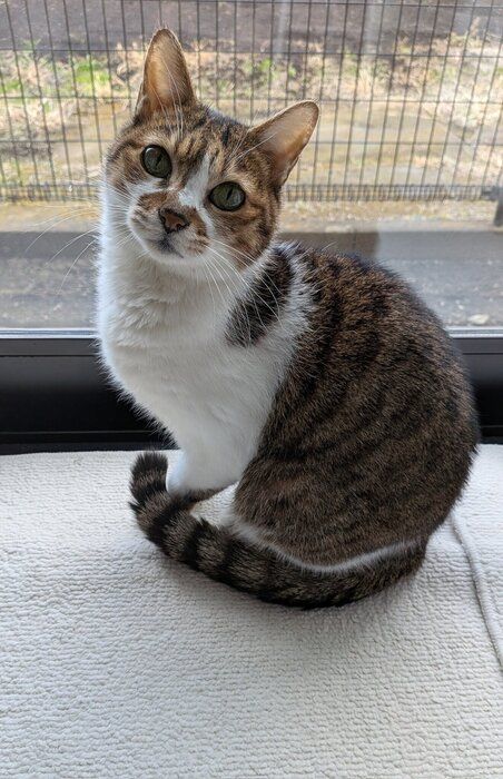 「曇りの日でも窓際にいるのが好き」というベルちゃん