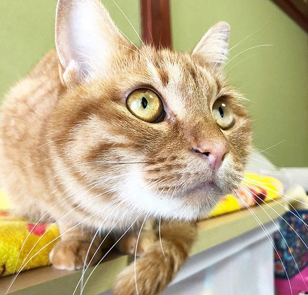 見つめる猫