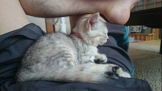 お腹で寝る猫