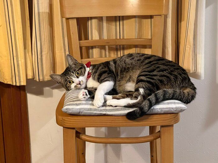 成長後の様子 すっかり“美猫”に!