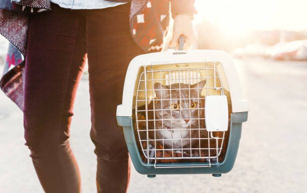 女性が特別なプラスチック製のケージで猫を運ぶか、獣医院にバッグを運んでいる