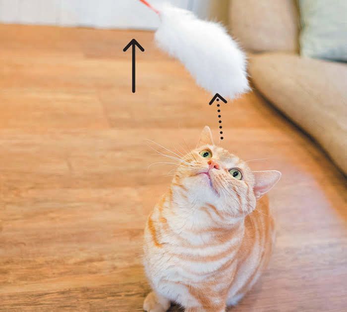 モフモフで遊ぶ猫2