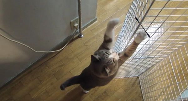 綿棒を狙う猫