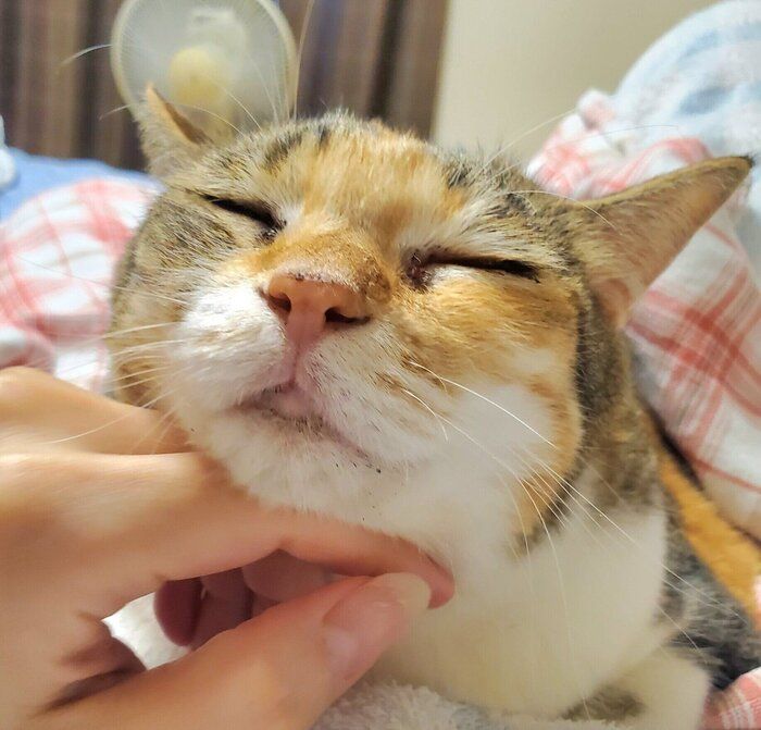 甘えん坊なまといちゃん。